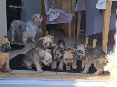 Snorkie puppies (Yorkshire Terrier , minaure Schnauzer   cutest puppies on the internet