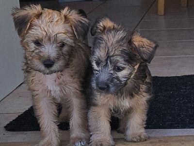 Snorkie puppies (Yorkshire Terrier , minaure Schnauzer   cutest puppies on the internet