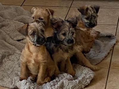 Snorkie puppies (Yorkshire Terrier , minaure Schnauzer   cutest puppies on the internet