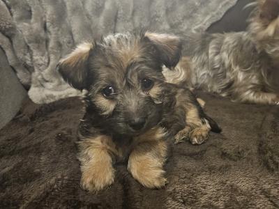 Snorkie puppies (Yorkshire Terrier , minaure Schnauzer   cutest puppies on the internet