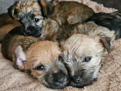 Snorkie puppies (Yorkshire Terrier , minaure Schnauzer   cutest puppies on the internet