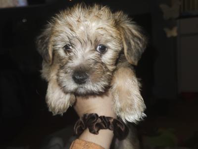 Snorkie puppies (Yorkshire Terrier , minaure Schnauzer   cutest puppies on the internet