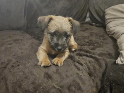 Snorkie puppies (Yorkshire Terrier , minaure Schnauzer   cutest puppies on the internet