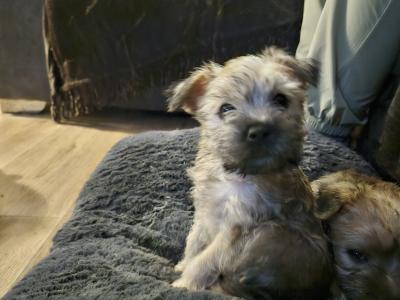 Snorkie puppies (Yorkshire Terrier , minaure Schnauzer   cutest puppies on the internet