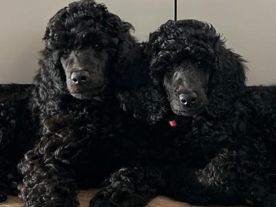 3 Standard Poodle puppies in Meath