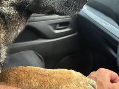 Leonberger x Belgium Malinois female
