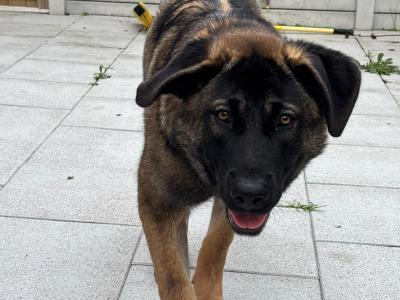 Leonberger x Belgium Malinois female