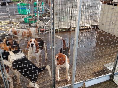 Foxhound/Beagle x Beagle puppies in Cork