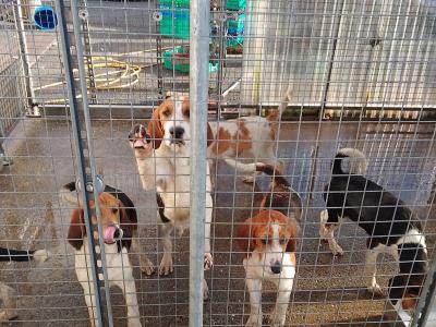 Foxhound/Beagle x Beagle puppies in Cork