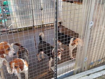 Foxhound/Beagle x Beagle puppies in Cork