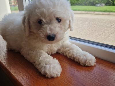 Bichion Frise puppies
