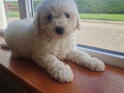 Bichion Frise puppies