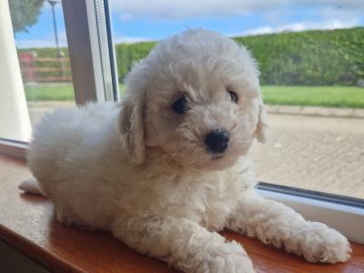 Bichion Frise puppies