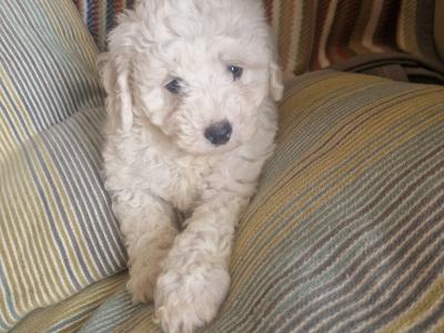 Bichion Frise puppies