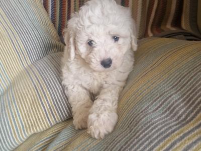 Bichion Frise puppies