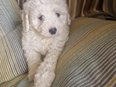Bichion Frise puppies