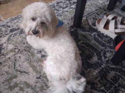 Maltese X Bichon Frise  puppies (Maltichon) in Limerick