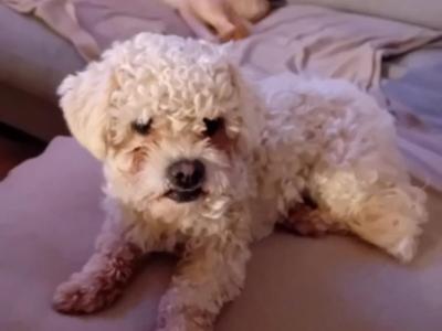 Maltese X Bichon Frise  puppies (Maltichon) in Limerick