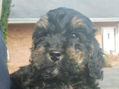 Beautiful Cockapoo puppies in Sligo