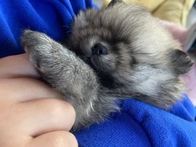 Beautiful Teddy Pomeranian puppies in Monaghan