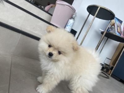 Beautiful Teddy Pomeranian puppies in Monaghan