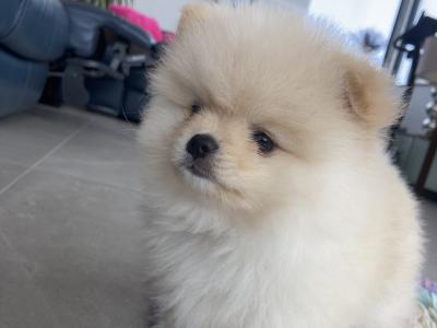 Beautiful Teddy Pomeranian puppies in Monaghan