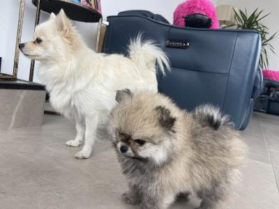 Beautiful Teddy Pomeranian puppies in Monaghan