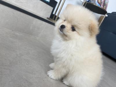Beautiful Teddy Pomeranian puppies in Monaghan