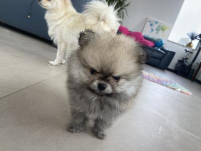 Beautiful Teddy Pomeranian puppies in Monaghan