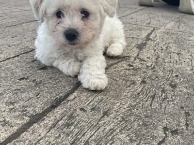 Beautiful Bichon Frise puppies in Cavan