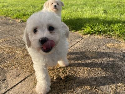 Beautiful Bichon Frise puppies in Cavan