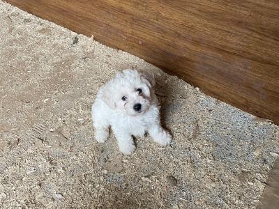 Beautiful Bichon Frise puppies in Cavan