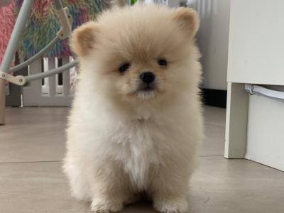 Beautiful Teddy Pomeranian puppies in Monaghan