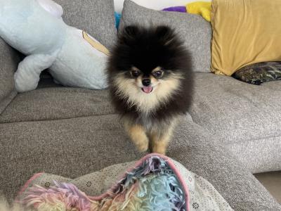 Beautiful Teddy Pomeranian puppies in Monaghan