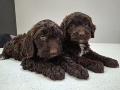 Mini Chocolate Cockapoos
