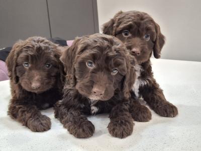 Mini Chocolate Cockapoos