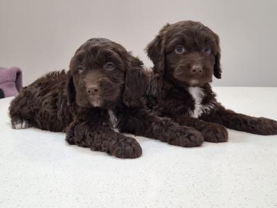 Mini Chocolate Cockapoos