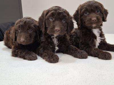 Mini Chocolate Cockapoos
