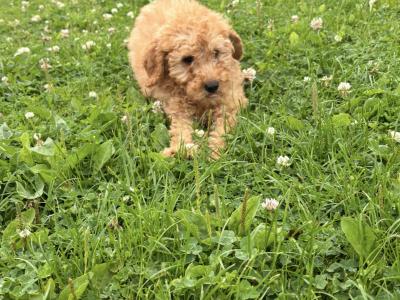 Mini Poodle puppies 🐩