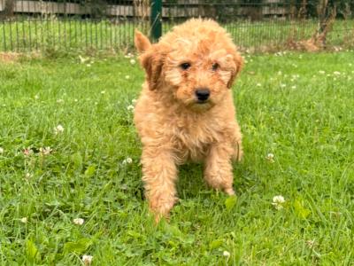 Mini Poodle puppies 🐩