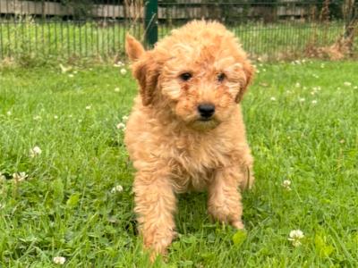 Miniature Poodle puppies 🐩 in Carlow