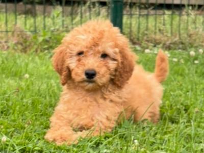 Miniature Poodle puppies 🐩 in Carlow