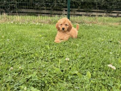 Mini Poodle puppies 🐩