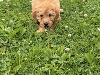 Mini Poodle puppies 🐩