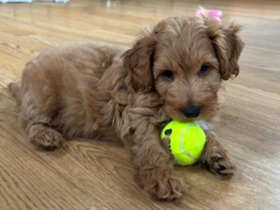 Male Jackapoo puppy in Cork (Jack Russell x Red Toy Poodle)