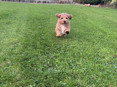 Male Jackapoo puppy in Cork (Jack Russell x Red Toy Poodle)
