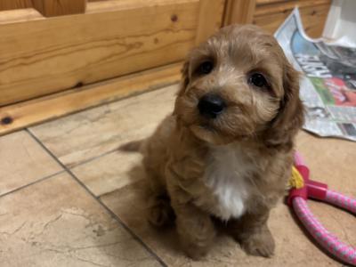 Male Jackapoo puppy in Cork (Jack Russell x Red Toy Poodle)