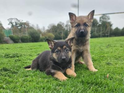German Shepherd puppies