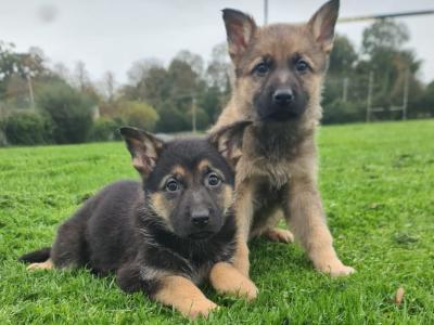 German Shepherd puppies in Limerick