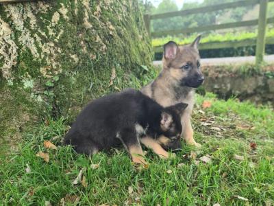 German Shepherd puppies
